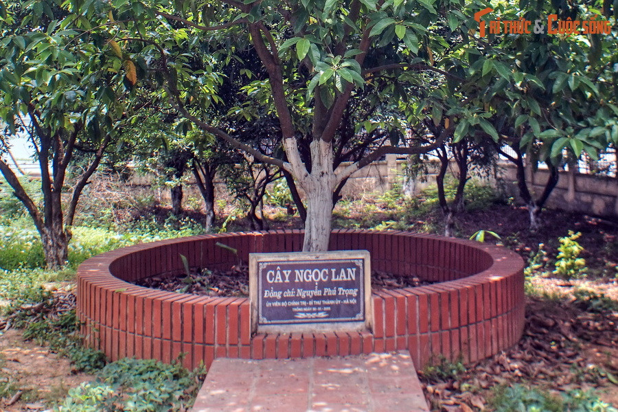 Vào ngày 31/1/2005, Đồng chí Nguyễn Phú Trọng, khi đó là Bí thư Thành ủy Hà Nội, đã về Đông Hội dự lễ kỷ niệm 40 năm Bác Hồ về thăm và trồng cây lưu niệm ở quê hương. Nhân dịp này, đồng chí đã trồng một cây hoa ngọc lan cạnh cây đa lịch sử của Bác Hồ.