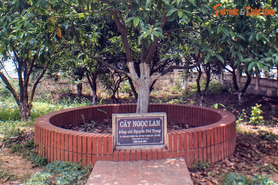 Vào ngày 31/1/2005, Đồng chí Nguyễn Phú Trọng, khi đó là Bí thư Thành ủy Hà Nội, đã về Đông Hội dự lễ kỷ niệm 40 năm Bác Hồ về thăm và trồng cây lưu niệm ở quê hương. Nhân dịp này, đồng chí đã trồng một cây hoa ngọc lan cạnh cây đa lịch sử của Bác Hồ.