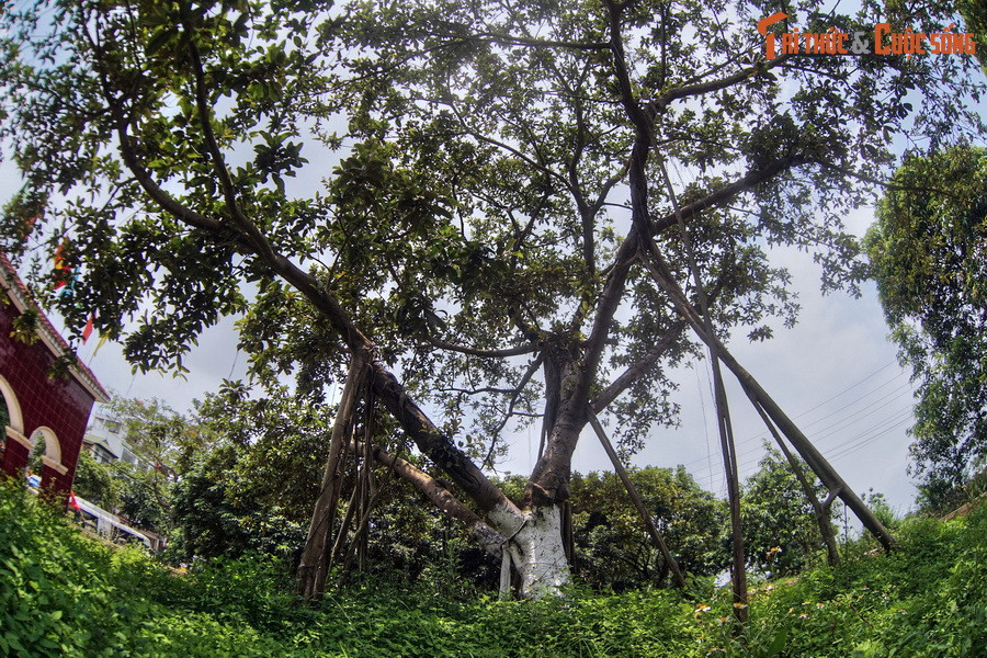 Các thanh niên trả lời: “Thưa Bác, chúng cháu quyết trồng mười cây ăn cả mười ạ”. Bác khen như thế là tốt. Rồi Bác xắn quần cùng mọi người đi lên gò.