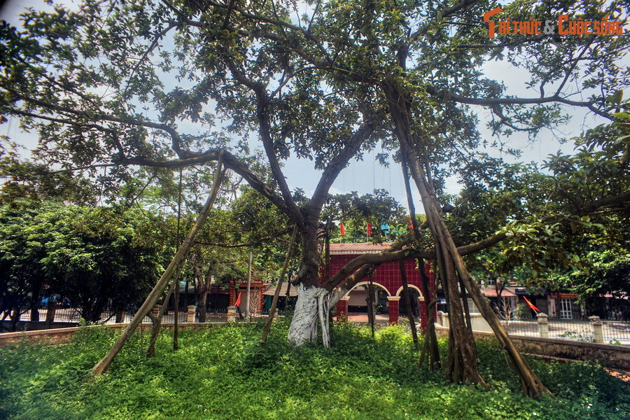 Theo “Sự tích về những cây đa Bác trồng” của tác giả Bùi Thái Bình, sáng ngày 31/1/1965, huyện Đông Anh tổ chức Tết Trồng cây ở xã Đông Hội. Nhân dân đi trồng cây rất đông. Trong tiếng trống ếch rộn ràng của các cháu thiếu nhi, các cụ già hăng hái đào hố, đặt cây.