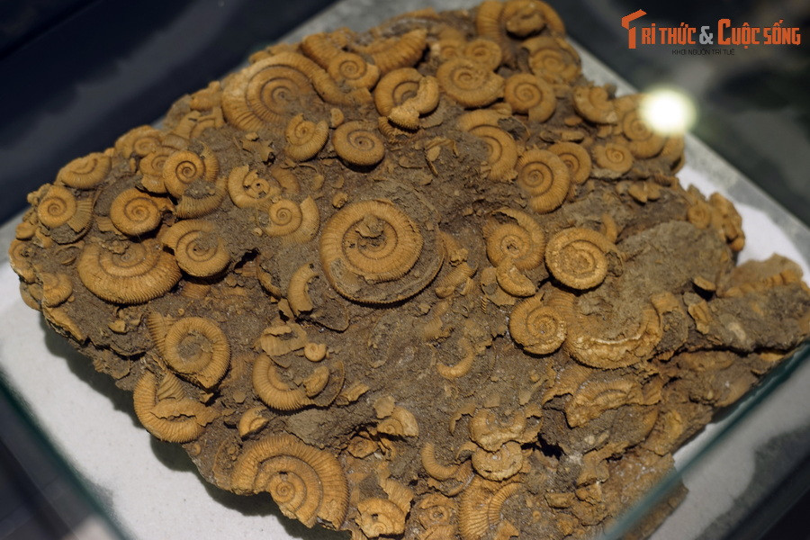 Theo các nhà nghiên cứu, Dactylioceras có lẽ sống bằng cách nhặt nhạnh thức ăn dưới đáy biển. Các mẫu vật chết hàng loạt của chúng khá phổ biến, thường tạo nên những vỉa hóa thạch ken dày.