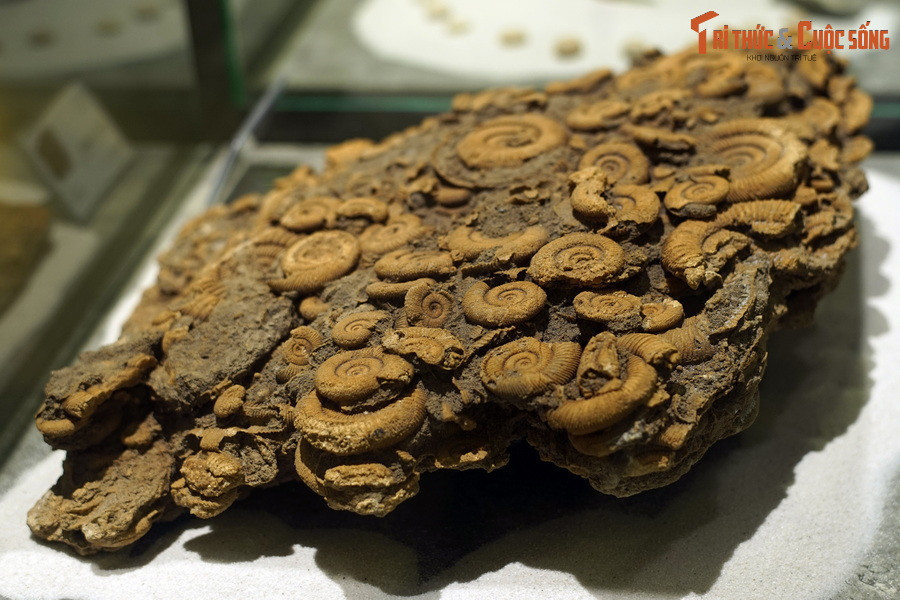 Các loài cúc đá thuộc chi Dactylioceras thường có kích thước nhỏ, đường kính trung bình 65 mm. Chúng có lớp vỏ chắc chắn, có gân.