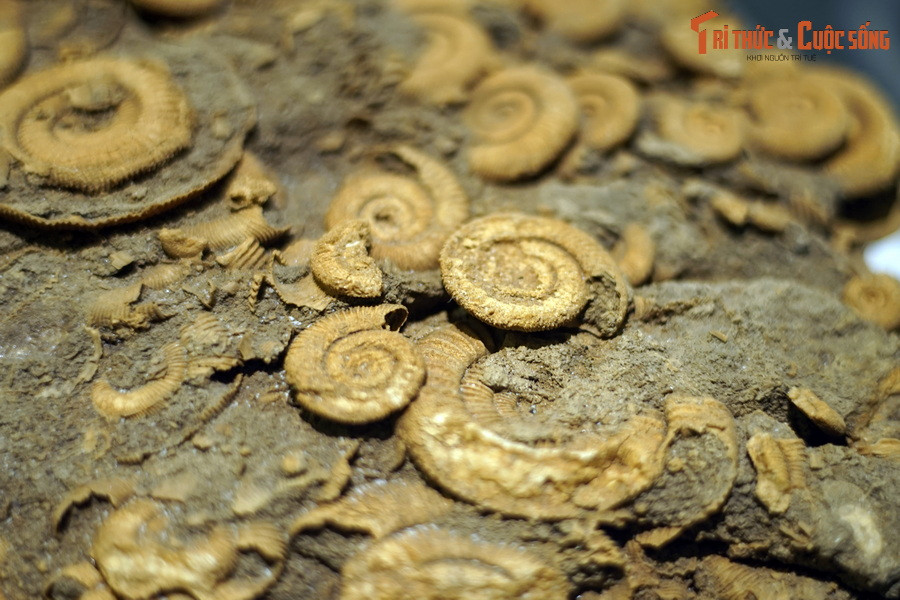 Số lượng khổng lồ hóa thạch được phát hiện cho thấy Dactylioceras là chi cúc đá thành công nhất từng tồn tại trên Trái đất.