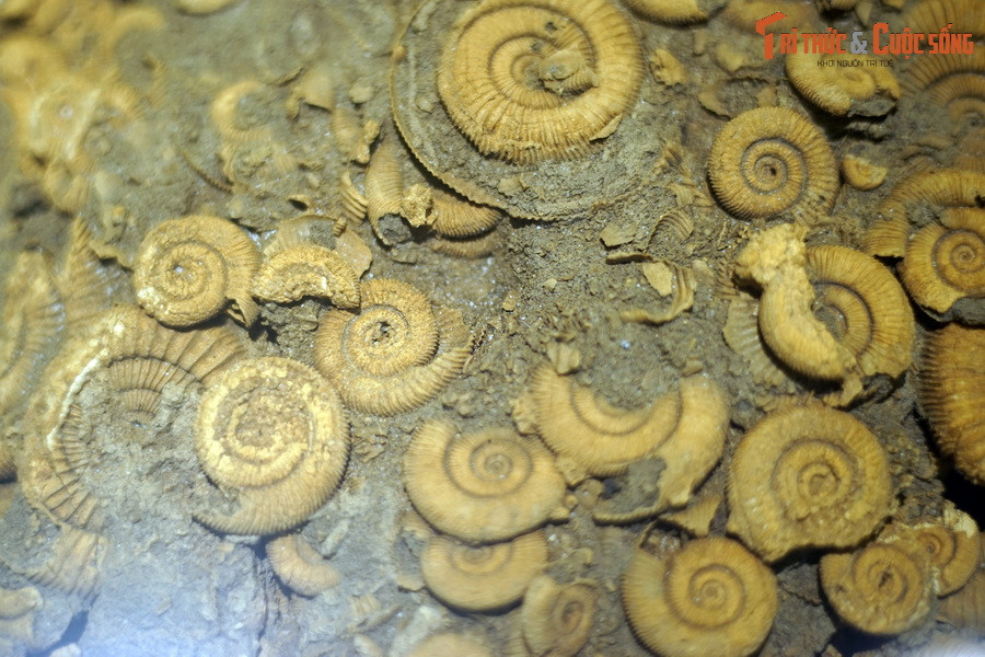 Trên phương diện phân loại học, cúc đá thuộc lớp chân đầu (Cephalopoda), có quan hệ gần gũi với các dạng còn sống như mực, bạch tuộc, đặc biệt là ốc anh vũ – đại diện duy nhất của động vật chân đầu có vỏ ngoài còn tồn tại đến ngày nay.