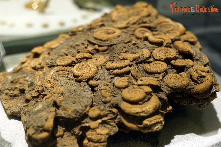 Điều này gợi ý rằng các loài cúc đá Dactylioceras có số lượng rất lớn trong hệ sinh thái đại dương và chúng có thể chết ngay sau khi sinh sản.