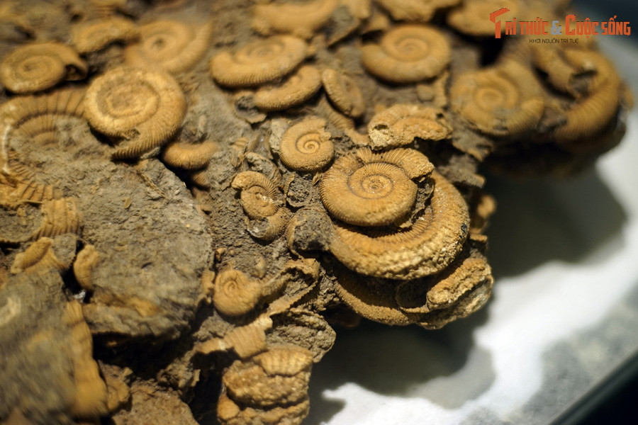 Giống như nhiều loài cúc đá khác, chi Dactylioceras cực kỳ quan trọng trong sinh địa tầng, là hóa thạch chỉ mục quan trọng để xác định tuổi địa chất của khu vực chúng được phát hiện.