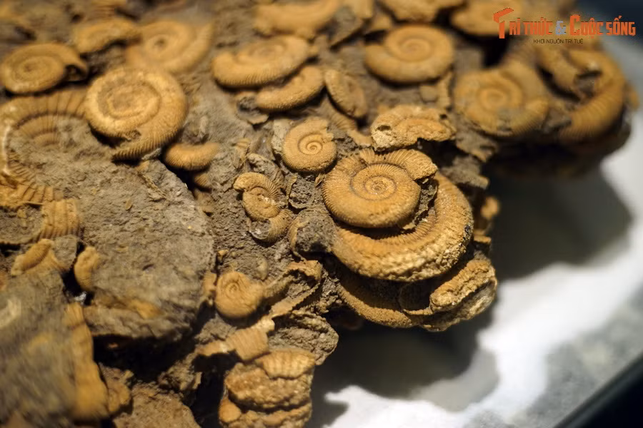 Giống như nhiều loài cúc đá khác, chi Dactylioceras cực kỳ quan trọng trong sinh địa tầng, là hóa thạch chỉ mục quan trọng để xác định tuổi địa chất của khu vực chúng được phát hiện.