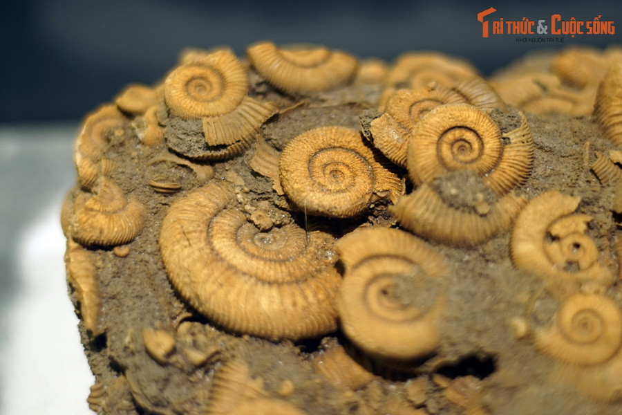 Các gân hơi nghiêng về phía trước, chạy dọc theo mép ngoài hoặc chẻ đôi ở đầu ngoài.