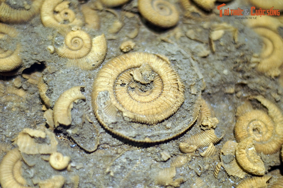 Cúc đá từng là một trong những nhóm động vật săn mồi dưới biển thành công nhất trong lịch sử sinh giới. Điều này lý giải vì sao chúng là một trong những dạng hóa thạch động vật phổ biến nhất.