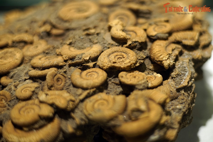 Các mẫu hóa thạch cúc đá Dactylioceras đã được thu thập từ hầu hết các châu lục. Chúng có rất nhiều ở khắp châu Âu, với những mẫu vật đặc biệt tốt được tìm thấy ở Anh và Đức.