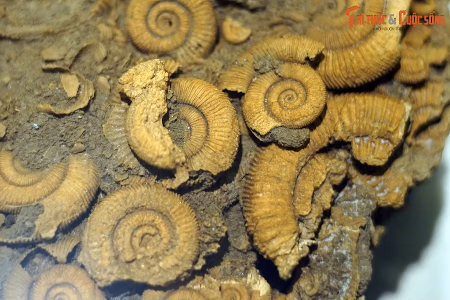 Cúc đá (ammonite) là tên gọi chung của nhóm động vật biển không xương sống xuất hiện trong kỷ Devon (khoảng 420 triệu năm trước) và tuyệt chủng cuối kỷ Creta (khoảng 66 triệu năm trước).