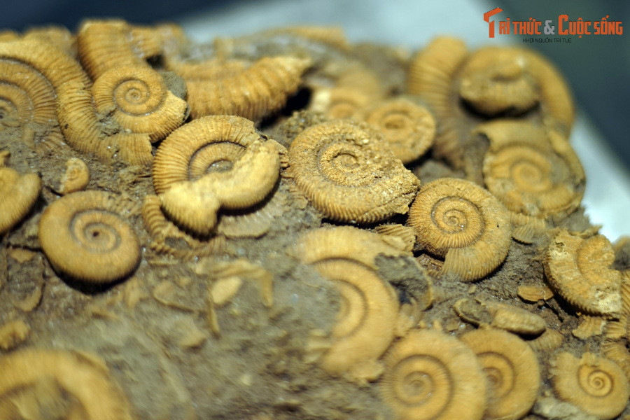 Mặc dù chi Dactylioceras đã tuyệt chủng cách đây 180 triệu năm, nhưng kiểu gân của chúng đã được sao chép bởi nhiều chi cúc đá tiếp theo cho đến khi toàn bộ nhóm này tuyệt chủng cách đây 66 triệu năm cùng với khủng long.