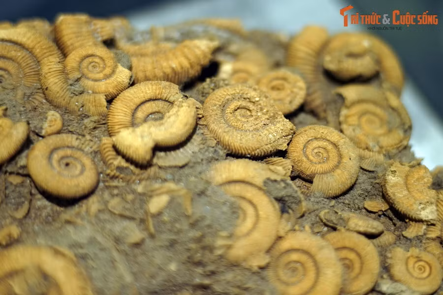 Mặc dù chi Dactylioceras đã tuyệt chủng cách đây 180 triệu năm, nhưng kiểu gân của chúng đã được sao chép bởi nhiều chi cúc đá tiếp theo cho đến khi toàn bộ nhóm này tuyệt chủng cách đây 66 triệu năm cùng với khủng long.