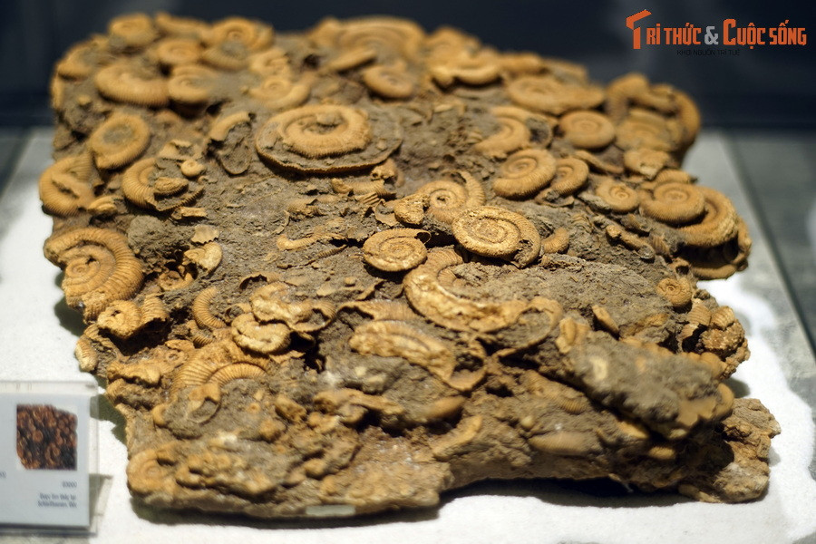 Đây là một phiến đá chứa hàng trăm hóa thạch của loài cúc đá Dactylioceras athleticum, sống vào kỷ Devon sớm, khoảng 419-393 triệu năm trước, được tìm thấy tại Schlaifhausen, Đức. Dactylioceras là một chi cúc đá phổ biến ở các đại dương của thế giới trong Đại Cổ sinh.