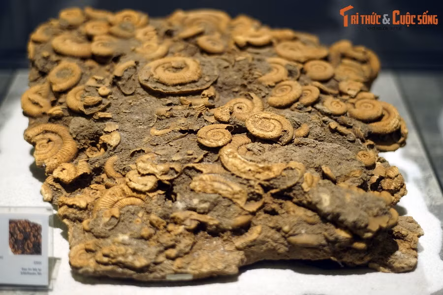 Đây là một phiến đá chứa hàng trăm hóa thạch của loài cúc đá Dactylioceras athleticum, sống vào kỷ Devon sớm, khoảng 419-393 triệu năm trước, được tìm thấy tại Schlaifhausen, Đức. Dactylioceras là một chi cúc đá phổ biến ở các đại dương của thế giới trong Đại Cổ sinh.