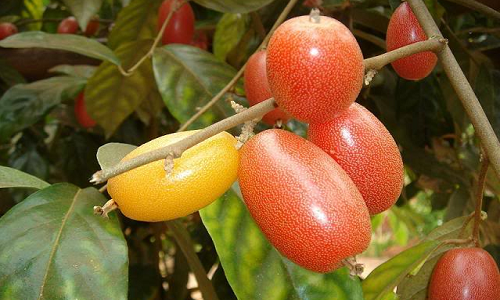 Loai qua than thanh chua bach benh ma nhieu nha dang nem di