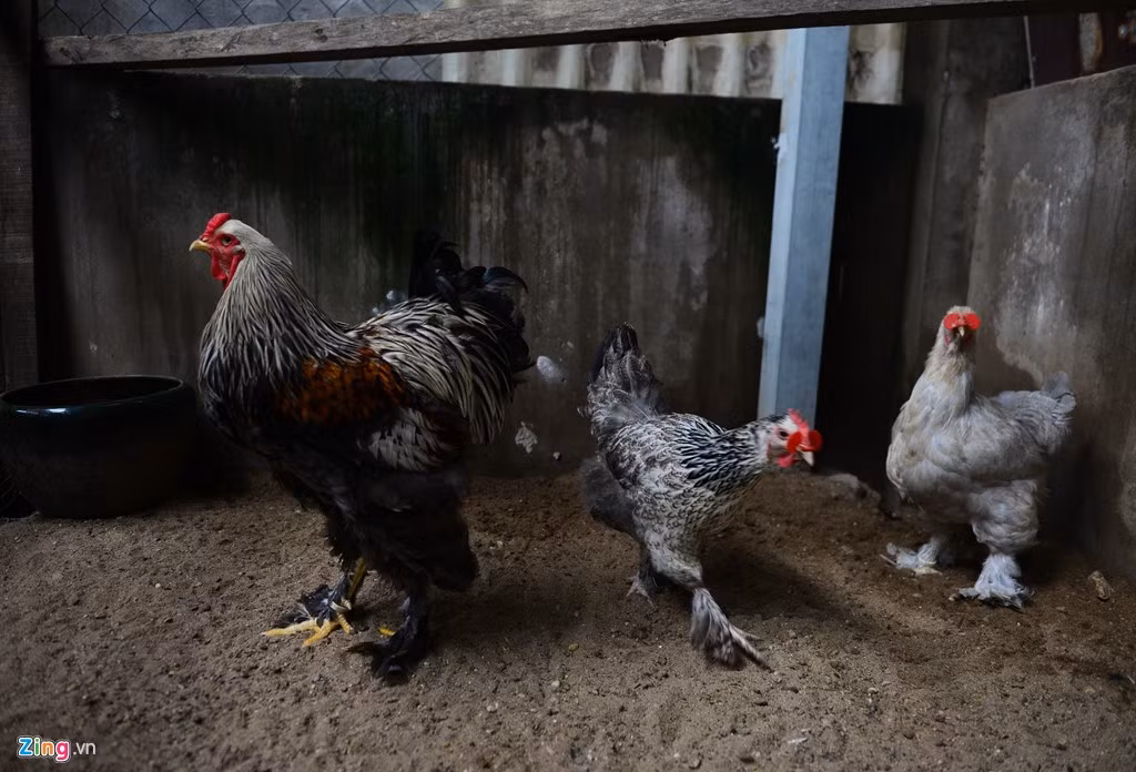 Hiện, anh Phước sở hữu 2 trại gà tại quận 12, một trại để nhân giống trại còn lại diện tích sân vườn rộng hơn để thả gà tơ.