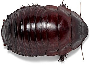 Gián Burrowing Cockroach: Là loài gián đào hang khổng lồ, có nguồn gốc từ Australia, thường xuất hiện ở khu vực nhiệt đới như bang Queensland. Con trưởng thành nặng 35 g và có chiều dài khoảng 80 mm