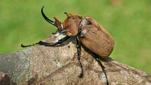 Bọ cánh cứng Megasoma elephas: Là loài bọ cánh cứng, con đực có sừng dài như tê giác ở trên đầu. Vòng đời của loài này rất ngắn chỉ khoảng 3 tháng. Con đực trưởng thành dài từ 7-12 cm và lớn hơn con cái từ 2-3 lần