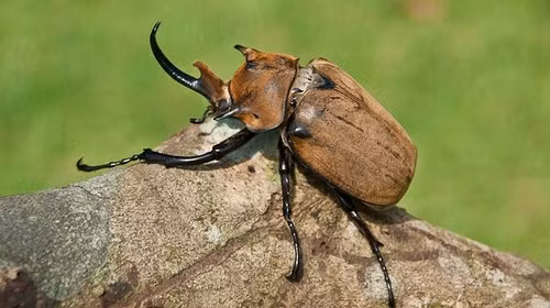 Bọ cánh cứng Megasoma elephas: Là loài bọ cánh cứng, con đực có sừng dài như tê giác ở trên đầu. Vòng đời của loài này rất ngắn chỉ khoảng 3 tháng. Con đực trưởng thành dài từ 7-12 cm và lớn hơn con cái từ 2-3 lần