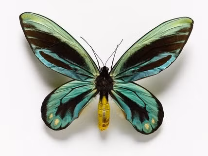 Bướm nữ hoàng Alexandra: Đây là loài bướm lớn nhất thế giới. Chiều dài sải cánh của con cái trưởng thành có thể trên 25 cm. Có thể tìm thấy chúng ở trong rừng sâu ở tỉnh Oro, phía Đông Papua New Guinea.