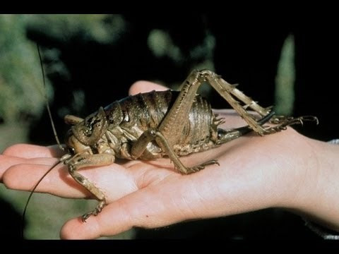 Dế Weta: Thuộc loài dế có nguồn gốc từ New Zealand. Là một trong những loài côn trùng nặng nhất. Con trưởng thành có thể nặng 70 g, chiều dài khoảng 10cm