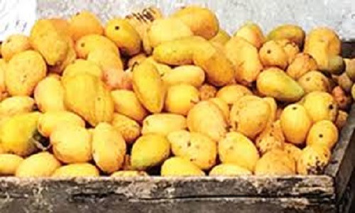 Viet Nam da nhap gan 500 tan xoai mut Trung Quoc