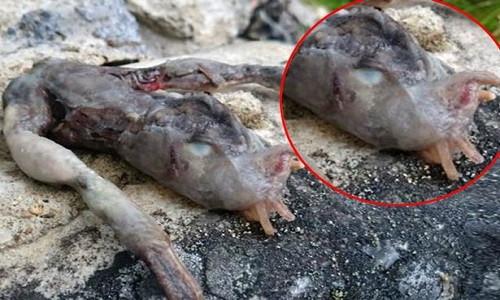 Tim thay sinh vat nhay nhua voi 2 chan ki di o Na Uy