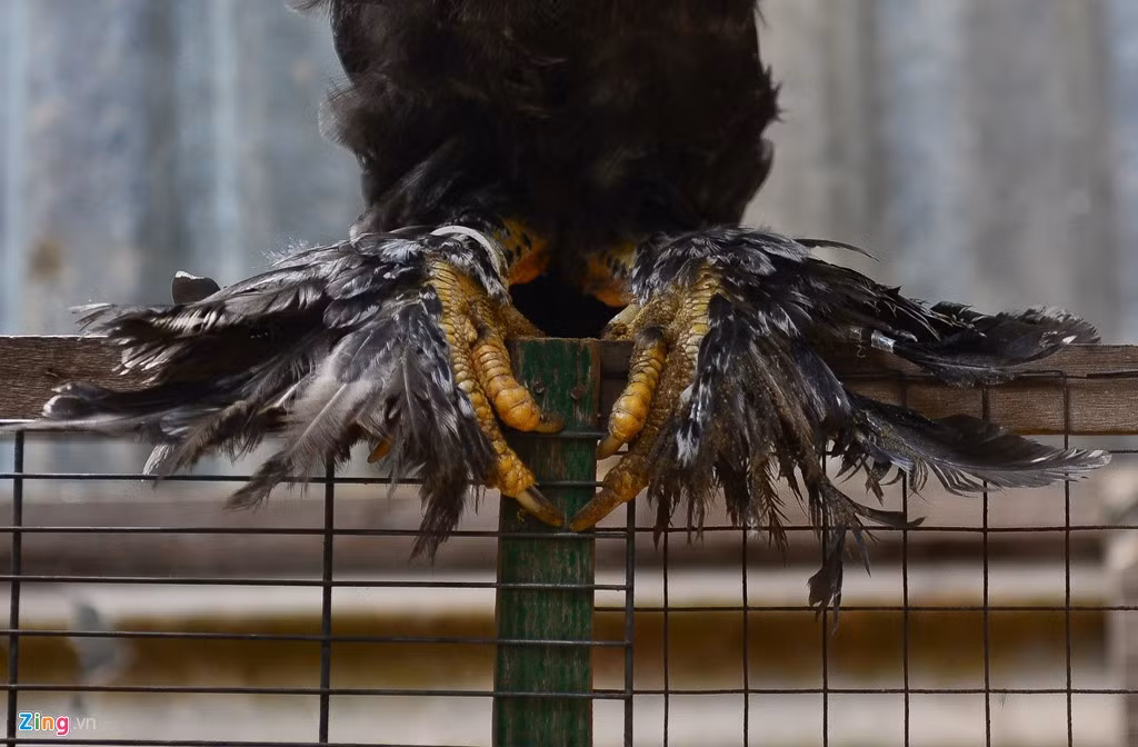 “Ban đầu tôi nhập về từ Pháp 6 cặp gà, giá gần 15 triệu đồng/cặp để nuôi thử. Giống gà này lớn con, ngoại hình đẹp”, anh Ngọc Phước chia sẻ.