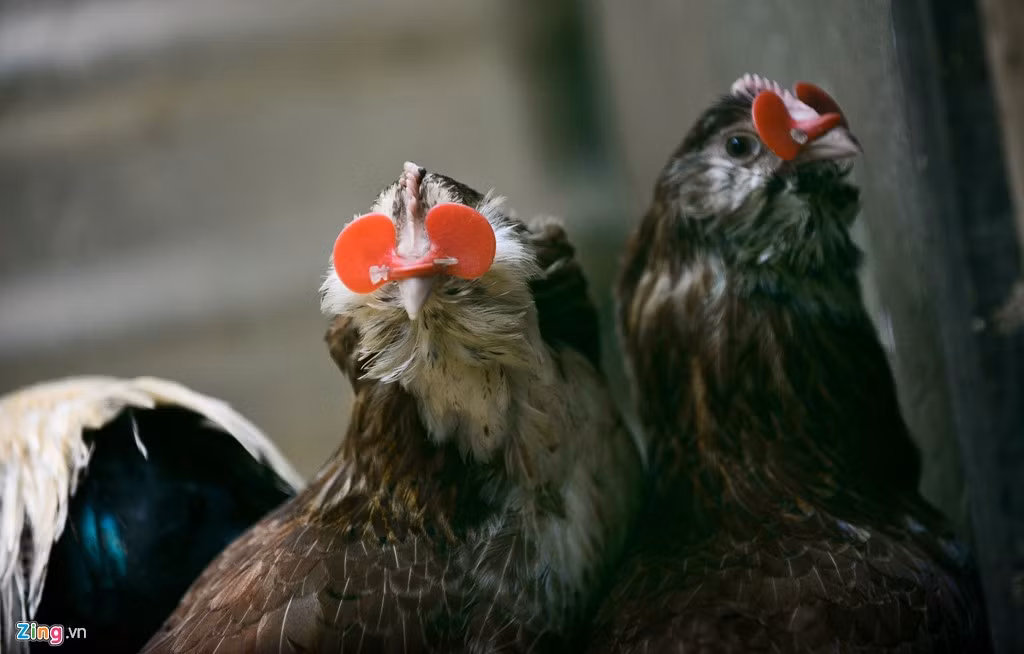 Tuy giống gà kỳ lân khổng lồ thuộc loại có tập tính hiền, nhưng với những con cùng loài gà cũng hay tấn công. Vì thế, người nuôi phải đeo những miếng nhựa che tầm nhìn phía trước để tránh gà mổ nhau.