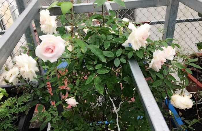 Ngoài các loại rau quả, người phụ nữ đảm đang này còn trồng rất nhiều hồng. Chọn vị trí nhiều nắng để chị đặt các chậu hoa hồng. Vì thế, khu vườn sân thượng của gia đình luôn rộn ràng hoa lá, ngập tràn tiếng chim ca.