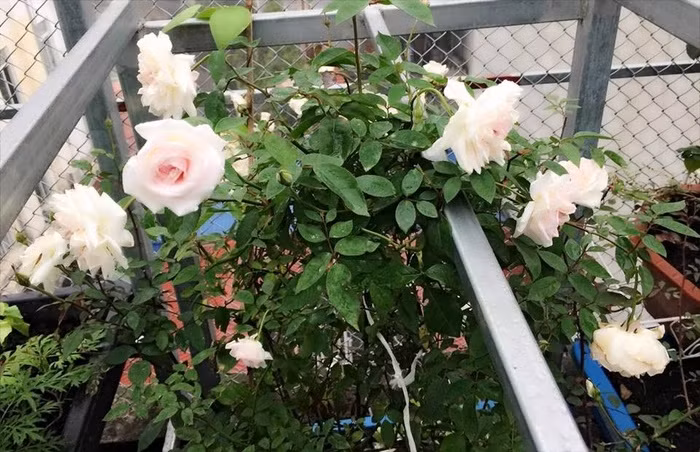 Ngoài các loại rau quả, người phụ nữ đảm đang này còn trồng rất nhiều hồng. Chọn vị trí nhiều nắng để chị đặt các chậu hoa hồng. Vì thế, khu vườn sân thượng của gia đình luôn rộn ràng hoa lá, ngập tràn tiếng chim ca.