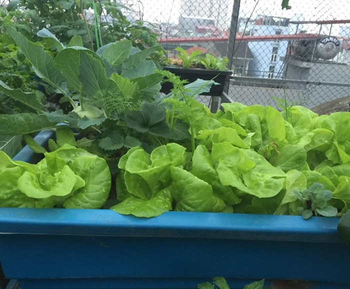 Ngoài ra, trồng rau trên sân thượng với nhiệt độ cao và nắng nóng cả ngày nên chị có bí quyết để chậu chen kẽ chậu nước cạnh chậu khô để khi nước bốc hơi cũng tạo được phần nào độ ẩm cho chậu bên cạnh.