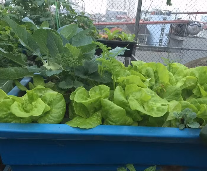 Ngoài ra, trồng rau trên sân thượng với nhiệt độ cao và nắng nóng cả ngày nên chị có bí quyết để chậu chen kẽ chậu nước cạnh chậu khô để khi nước bốc hơi cũng tạo được phần nào độ ẩm cho chậu bên cạnh.