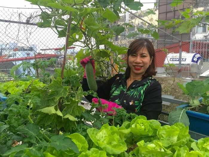  Khu vườn rau xanh mướt với đủ các loại rau quả theo mùa, rực rỡ với sắc hoa khiến ai đến thăm đều bị chìm đắm trong vẻ đẹp dịu dàng của thiên nhiên. Cuộc sống của chị Quách Nhịp (Hà Nội) vốn dĩ bận rộn với công việc kế toán tại một trường Đại học, thêm việc chăm sóc gia đình nhưng với chị, được trồng rau, nuôi gà, chăm hoa lại là niềm vui bất tận sau một ngày vất vả.