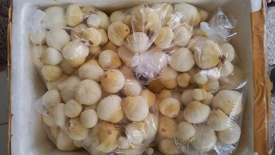 Có giá 200.000-280.000 đồng/kg, mộng dừa vẫn được nhiều người săn mua Có giá 200.000-280.000 đồng/kg, mộng dừa vẫn được nhiều người săn mua