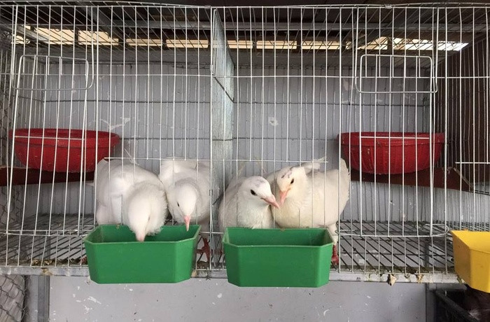 Ngoài vườn rau, chị Nhịp còn thiết kế chuồng gà và chuồng chim bồ câu. Việc nuôi thêm chim gà vừa có thêm nguồn thực phẩm an toàn cho bữa ăn hàng ngày vừa giúp có lượng phân hữu cơ bón cho rau.