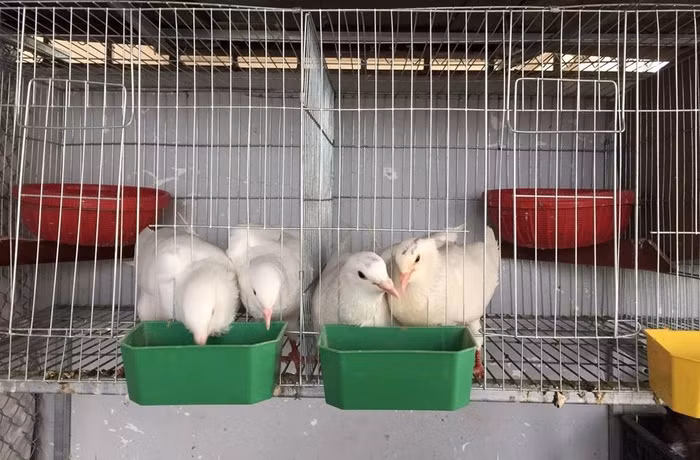 Ngoài vườn rau, chị Nhịp còn thiết kế chuồng gà và chuồng chim bồ câu. Việc nuôi thêm chim gà vừa có thêm nguồn thực phẩm an toàn cho bữa ăn hàng ngày vừa giúp có lượng phân hữu cơ bón cho rau.