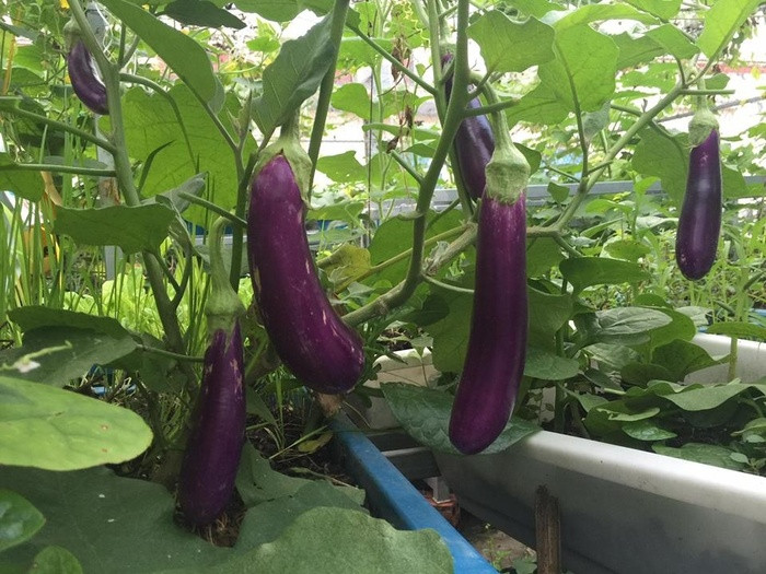 Theo kinh nghiệm của chị, trồng rau sạch cần đúng thời vụ. Vụ đông xuân nên trồng bắp cải, su hào... Mùa xuân hè nên trồng mồng tơi, rau dền, rau muống... Bên cạnh đó cần làm đất và phơi nắng thật kỹ, phân phải hoai, phân bò, phân gà, rác bếp, trấu và vỏ dừa trộn đều cho vào thùng để trồng.