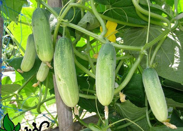 Bạn càng thu hoạch nhiều dưa chuột thì cây càng phát triển nhanh hơn. Thời điểm phù hợp nhất để thu hoạch dưa chuột là khi quả dưa có kích thước vừa phải (đầu quả con cánh hoa chưa rụng, vỏ xanh mượt, vẫn còn lớp phấn trắng) hoặc có chiều dài vừa phải (khoảng 15cm), như thế sẽ tạo điều kiện cho cây phát triển hơn nữa. Chúc bạn trồng dưa chuột tại nhà thành công!