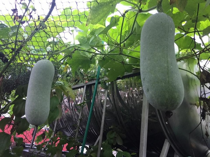 Thời gian đầu trồng rau, chị Nhịp gặp nhiều khó khăn như mang đất lên sân thượng, chọn giống phù hợp với khí hậu, cách trộn đất, bón phân... Tuy nhiên, vì mong muốn tạo nên một khu vườn đủ loại rau sạch nên mọi khó khăn đều có thể vượt qua”.