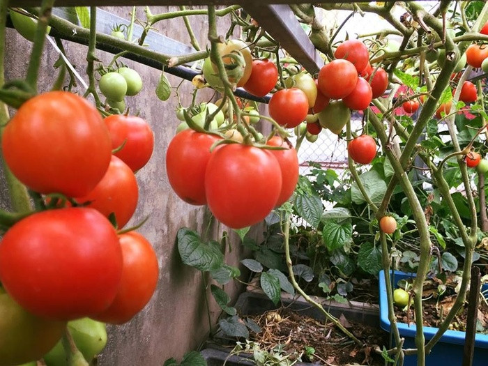 Cà chua sai trĩu quả