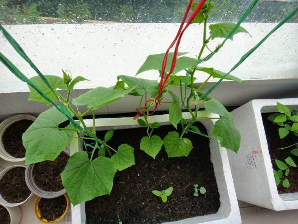 Bạn mang cây con trồng vào thùng xốp đất đã chuẩn bị sẵn và khoảng 45 ngày sau có thể thu hoạch trái được rồi. Bạn cần tưới nước 2 lần/ngày là cây đã phát triển nhanh và tốt. Khi cây dưa chuột trong thời kỳ trổ hoa, cần lưu ý không để cho cây bị khô hạn hay thiếu nước tưới. Trong giai đoạn này cây đã khá cứng cáp (không bị chết khi tưới nước quá nhiều).