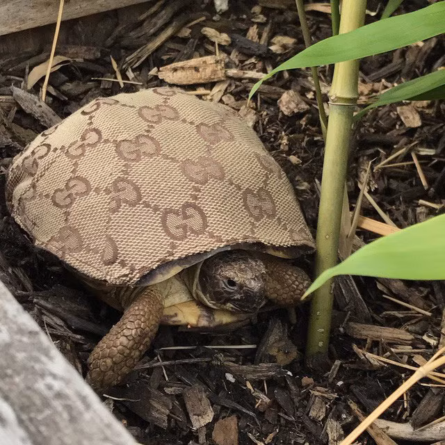 Chú rùa của một cô chiêu được "mặc áo" Gucci thiết kế riêng.