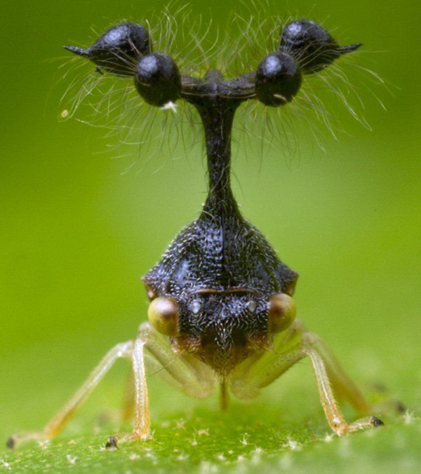 Có hơn 3000 loài Treehoppers và chúng sinh sống ở mọi lục địa, ngoại trừ Nam Cực vì quá lạnh.