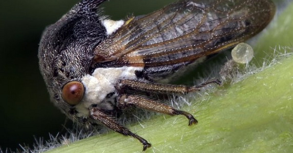 Thế nhưng biến thể Brazil là biến thể duy nhất có sở hữu "chiếc mũ" kỳ quái, khiến chúng giống như một sinh vật ngoài hành tinh.