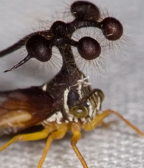 Cấu tạo quả cầu trên đầu châu chấu Brazil khiến nhiều người lầm tưởng cho rằng chúng có liên quan đến một chiếc "đầu giả" để đánh lạc hướng kẻ săn mồi tấn công.