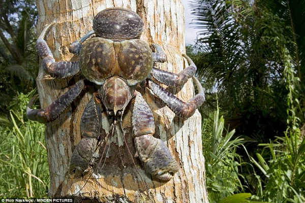 Cua dừa có thể leo lên những ngọn cây dừa với kỹ năng leo trèo tuyệt vời của chúng. Cặp càng của chúng có thể dễ dàng bứt được một trái dừa và bổ luôn quả dừa đó để ăn phần thịt ở bên trong, và đó cũng chính là lý do tại sao chúng có cái tên là cua dừa.