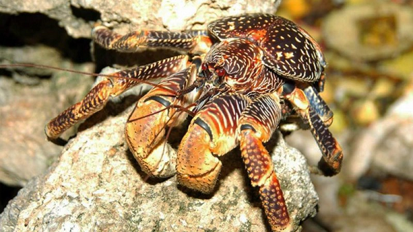 Do sống trên cạn nên cơ thể chúng đã phát triển một loại phổi đặc biệt dùng để thở thay vì sử dụng mang. Điều thú vị là cua dừa… không thể bơi, thậm chí chúng có thể bị chết đuối nếu chìm trong nước một thời gian dài.