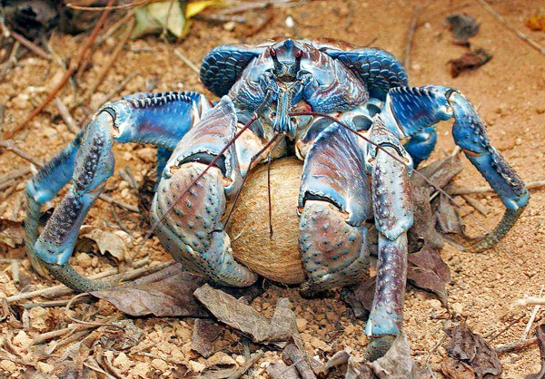 Vì có rất nhiều cua dừa sinh sống trên đảo này nên một số người tin rằng xác của họ đã bị cua dừa ăn mất sau vụ rơi máy bay. Những người khác thậm chí còn tin rằng Earhart và Noonan bị thương sau vụ va chạm và không thể di chuyển được, và họ đã bị những con cua dừa trực tiếp tấn công và mất mạng.